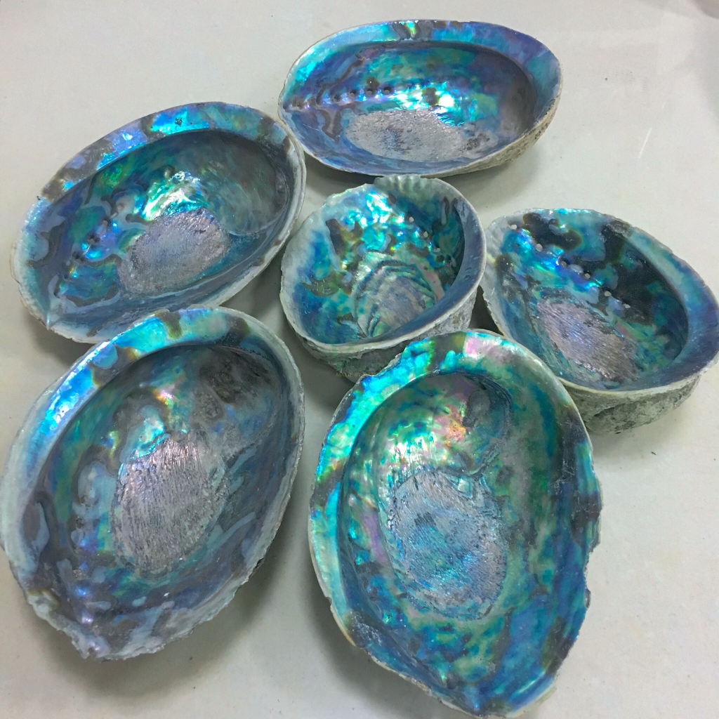VMOPP25Unpolished Abalone Raw Abalone Shell, RAW mother of pearl shell